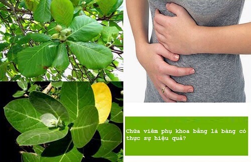 Chữa viêm phụ khoa bằng lá bàng 
